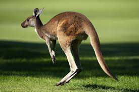 This image has an empty alt attribute; its file name is kangaroo.jpg